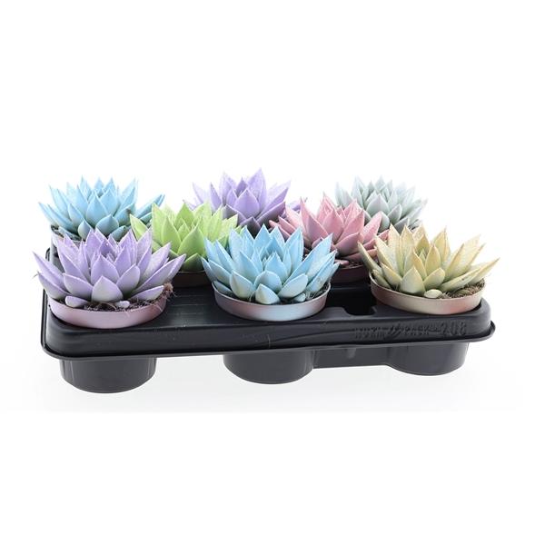 Горшечные цветы и растения оптом Echeveria Miranda White + Glitter от 8шт из Голландии с доставкой по России
