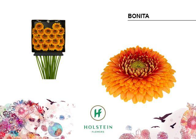 Срезанные цветы оптом Germini diamond gerponi bonita от 20шт из Голландии с доставкой по России