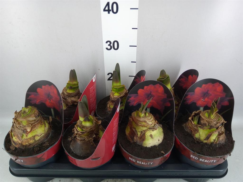 Горшечные цветы и растения оптом Hippeastrum Ga red Reality от 7шт из Голландии с доставкой по России