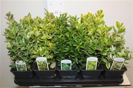 Горшечные цветы и растения оптом Euonymus Jap Gem от 10шт из Голландии с доставкой по России