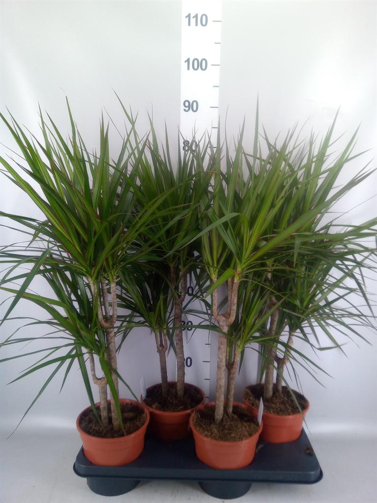 Горшечные цветы и растения оптом Dracaena Marg. от 4шт из Голландии с доставкой по России