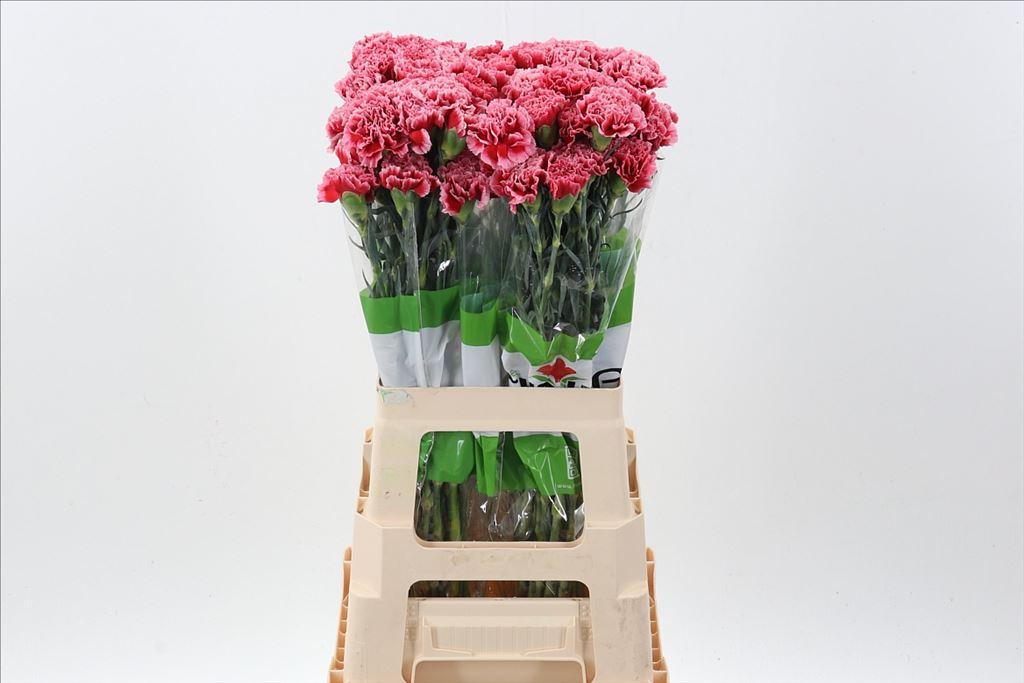 Срезанные цветы оптом Dianthus st cheerio от 80шт из Голландии с доставкой по России