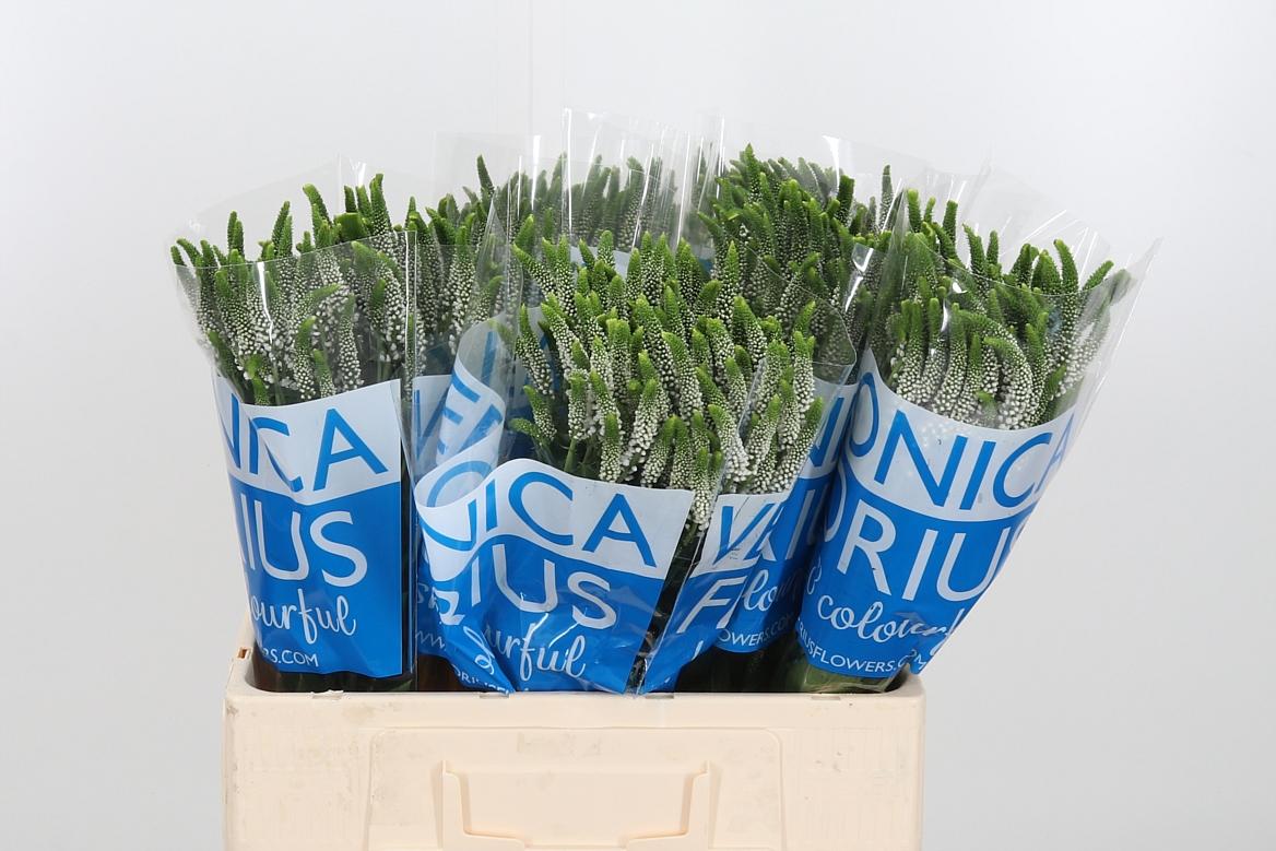 Срезанные цветы оптом Veronica smart caya от 120шт из Голландии с доставкой по России