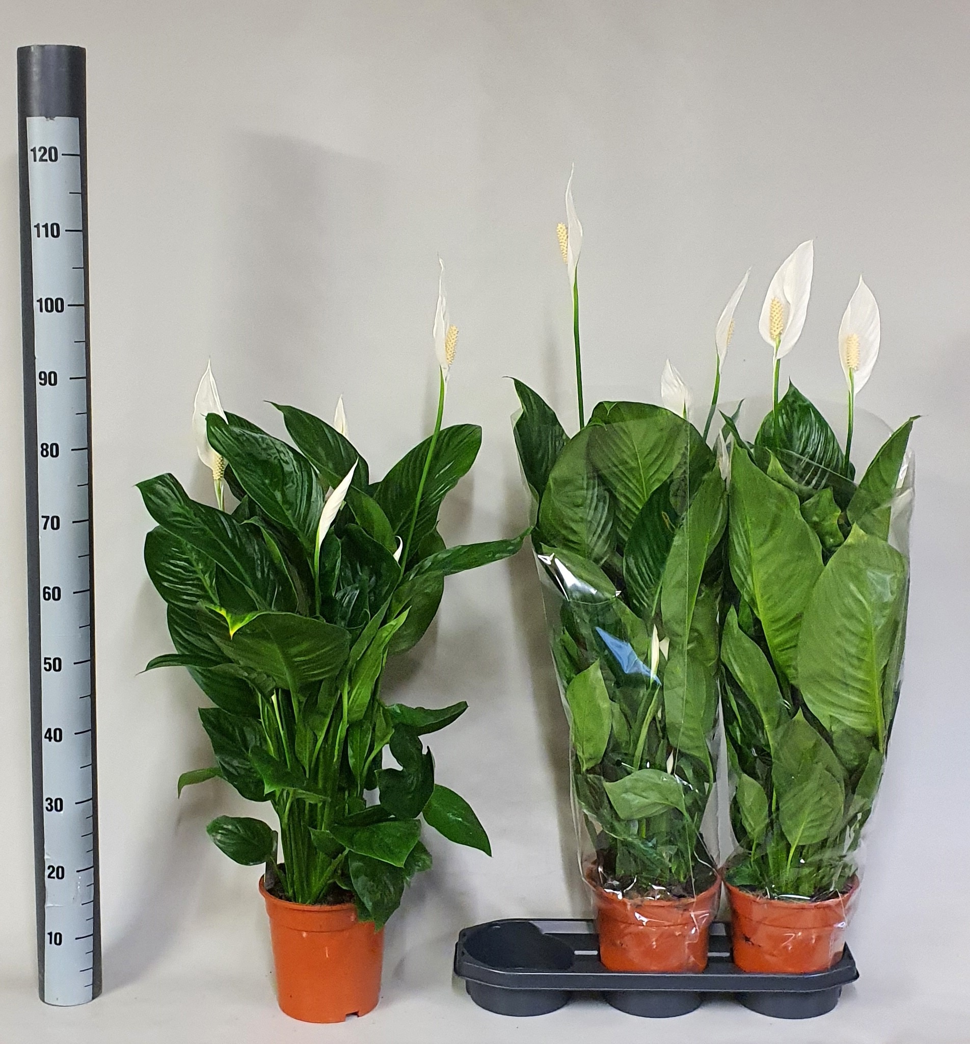 Горшечные цветы и растения оптом Spath Sweet Isabella от 3шт из Голландии с доставкой по России