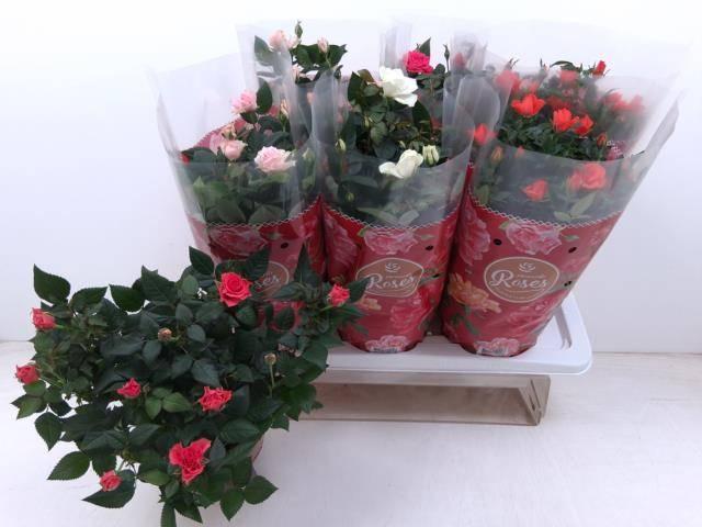 Горшечные цветы и растения оптом Rosa Favourite Mix 4kl. от 6шт из Голландии с доставкой по России