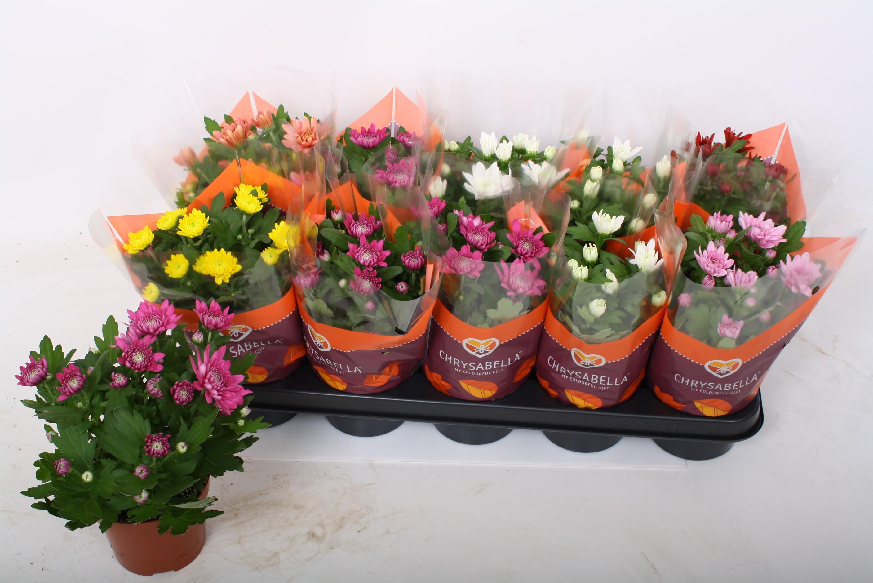 Горшечные цветы и растения оптом Chrys Gevuldbl Gem от 10шт из Голландии с доставкой по России Горшечные цветы и растения оптом Chrys Gevuldbl Gem от 10шт из Голландии с доставкой по России