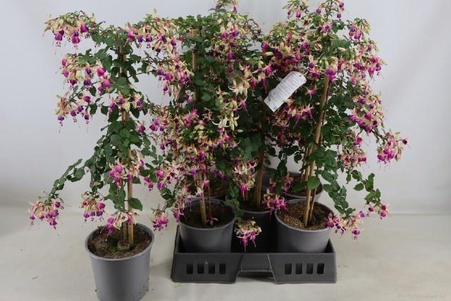 Горшечные цветы и растения оптом Fuchsia Ov от 5шт из Голландии с доставкой по России
