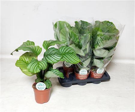 Горшечные цветы и растения оптом Calat Orbifolia P17 от 6шт из Голландии с доставкой по России
