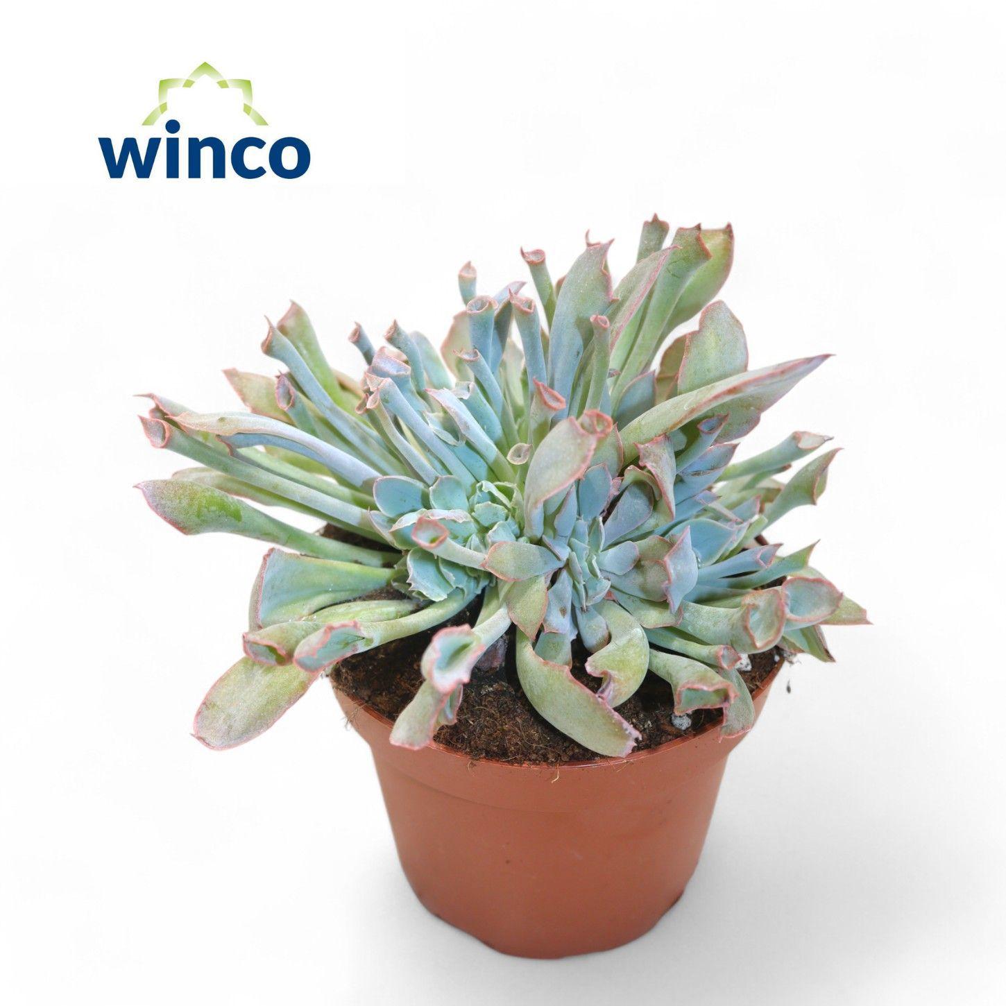 Горшечные цветы и растения оптом Echeveria Trumpet Pinky от 6шт из Голландии с доставкой по России