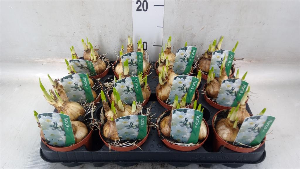 Горшечные цветы и растения оптом Narcissus   ... от 12шт (для телеги) из Голландии с доставкой по России