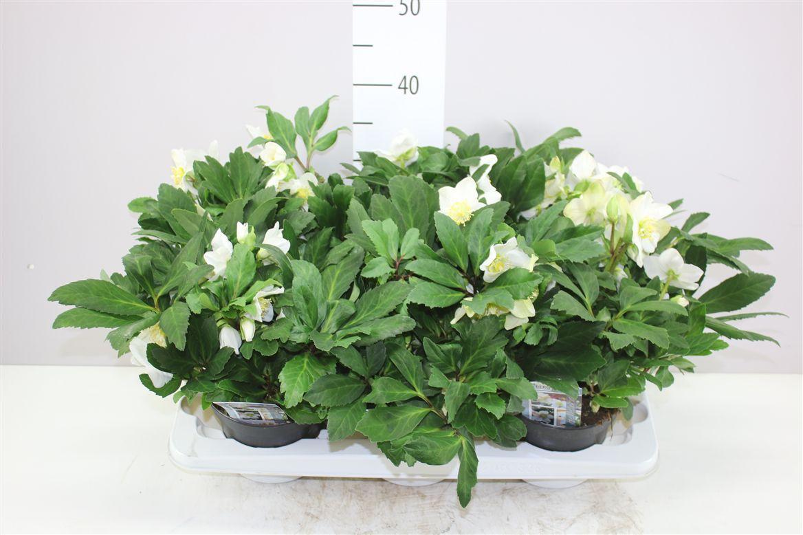 Горшечные цветы и растения оптом Helleborus Niger Viv Viktor 50+ от 6шт из Голландии с доставкой по России