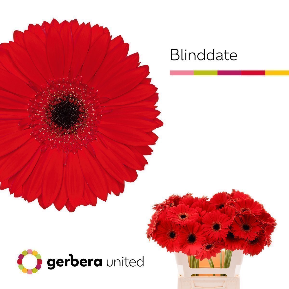Срезанные цветы оптом Gerbera blinddate от 50шт. из Голландии с доставкой по России