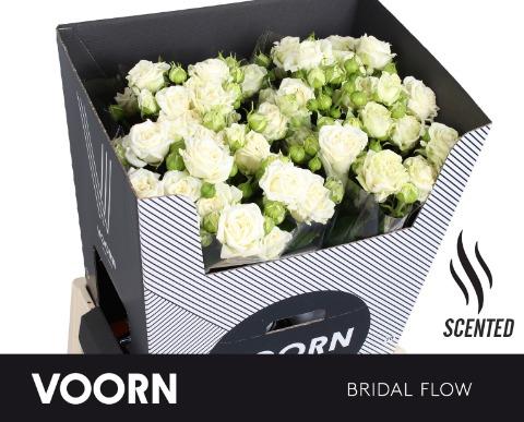 Срезанные цветы оптом Rosa sp bridal flow от 15шт из Голландии с доставкой по России