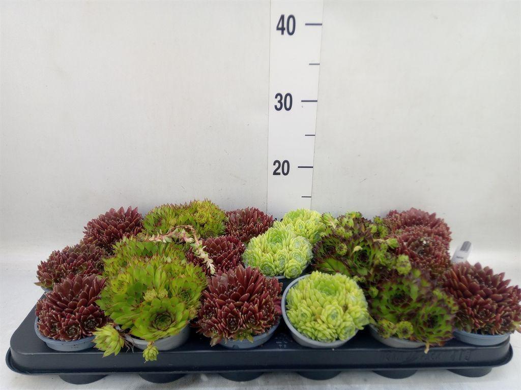 Горшечные цветы и растения оптом Sempervivum ...mix от 18шт (для телеги) из Голландии с доставкой по России Горшечные цветы и растения оптом Sempervivum ...mix от 18шт (для телеги) из Голландии с доставкой по России