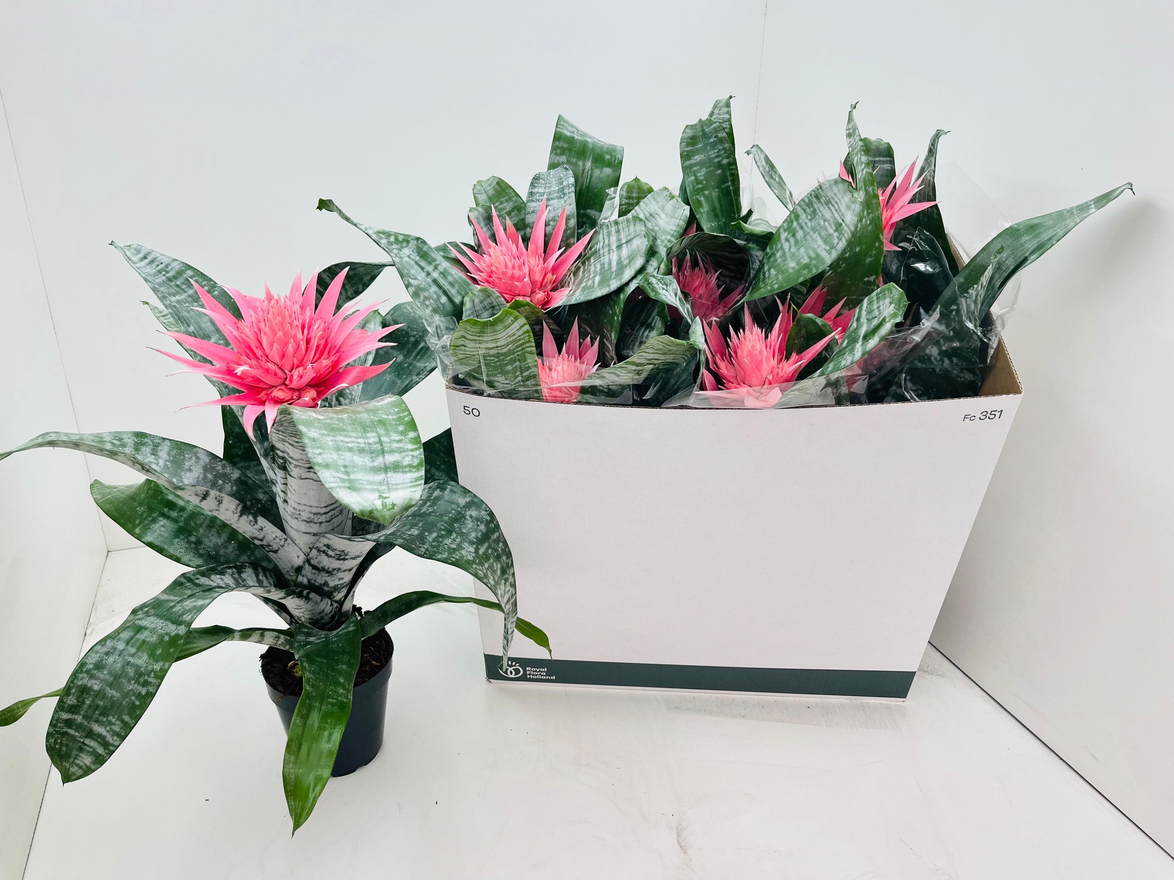 Горшечные цветы и растения оптом Aechmea Primera Xl от 8шт из Голландии с доставкой по России