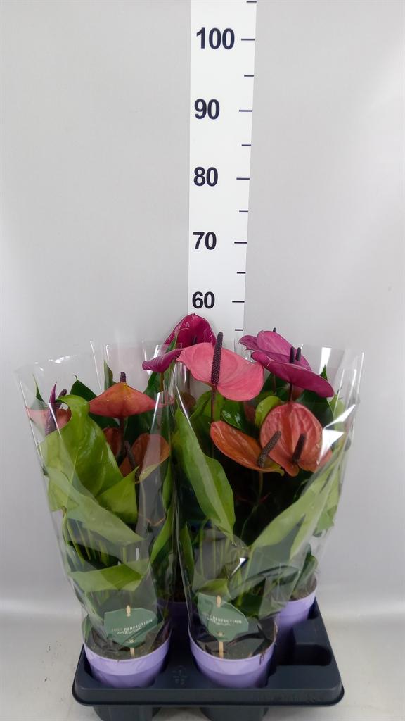 Горшечные цветы и растения оптом Anthurium Andr. cavalli от 4шт из Голландии с доставкой по России