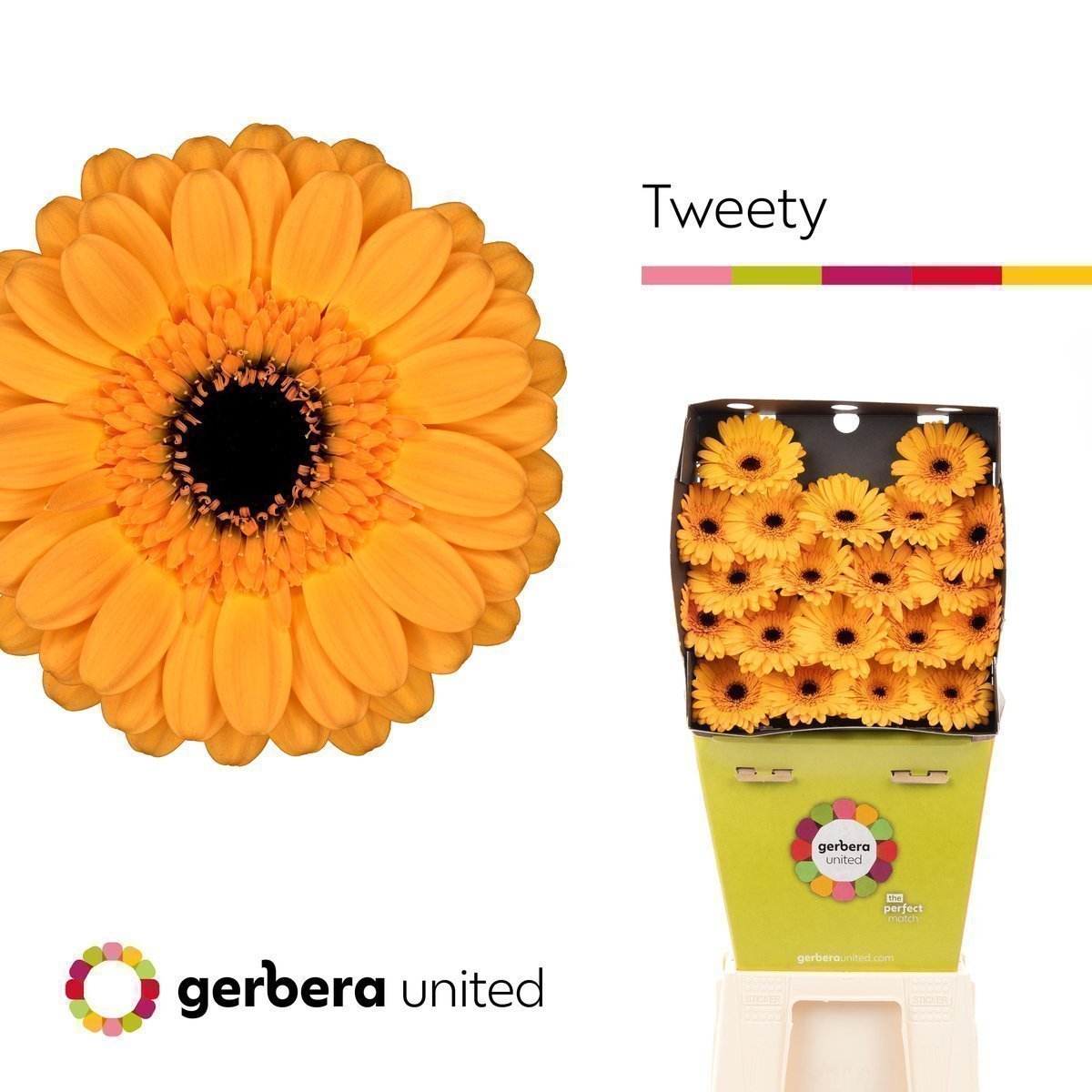 Срезанные цветы оптом Germini diamond tweety от 80шт из Голландии с доставкой по России