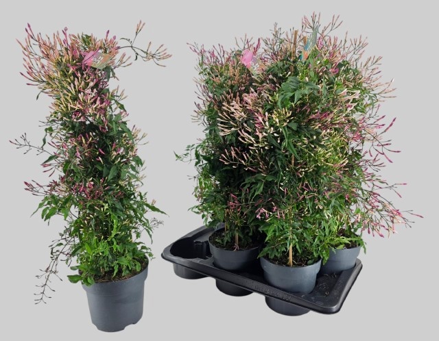 Горшечные цветы и растения оптом Jasm Ov от 6шт из Голландии с доставкой по России