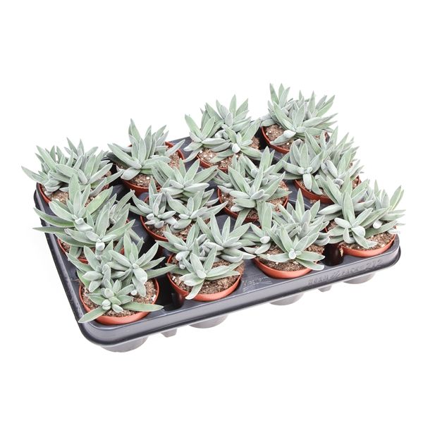 Горшечные цветы и растения оптом Crassula Silver от 12шт из Голландии с доставкой по России