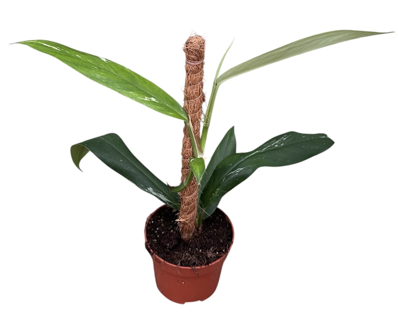 Горшечные цветы и растения оптом Rhaphidophora No Id от 1шт из Голландии с доставкой по России