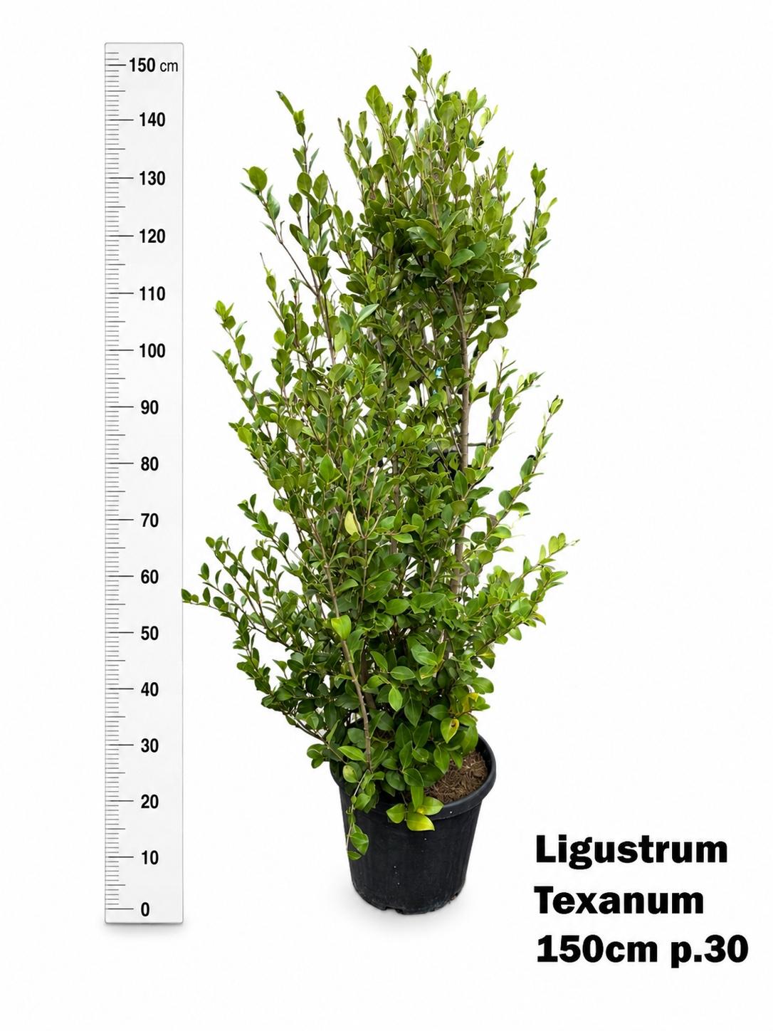 Горшечные цветы и растения оптом Ligus Japonicum от 1шт из Голландии с доставкой по России