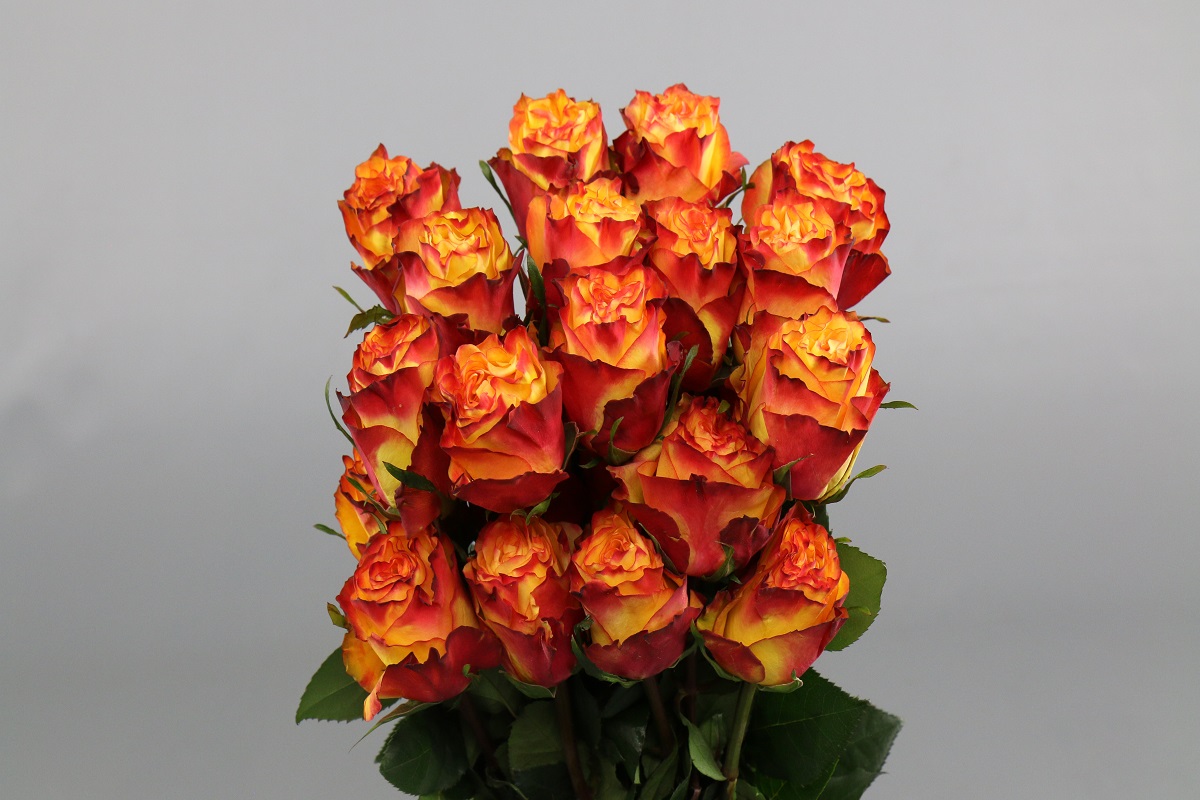 Срезанные цветы оптом Rosa ec news flash от 40шт из Голландии с доставкой по России