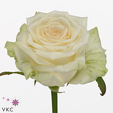 Срезанные цветы оптом Rosa large dolomiti от 30шт из Голландии с доставкой по России