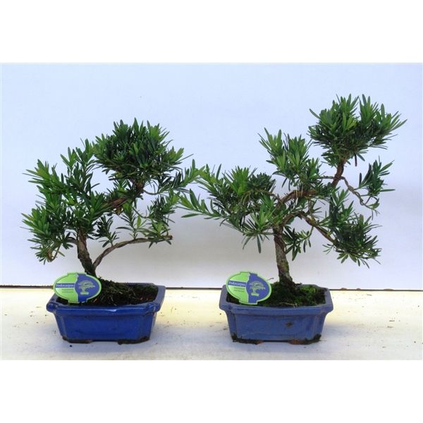 Горшечные цветы и растения оптом Bonsai Podocarpus Macrophyllus, 20cm., Shape, With от 5шт из Голландии с доставкой по России