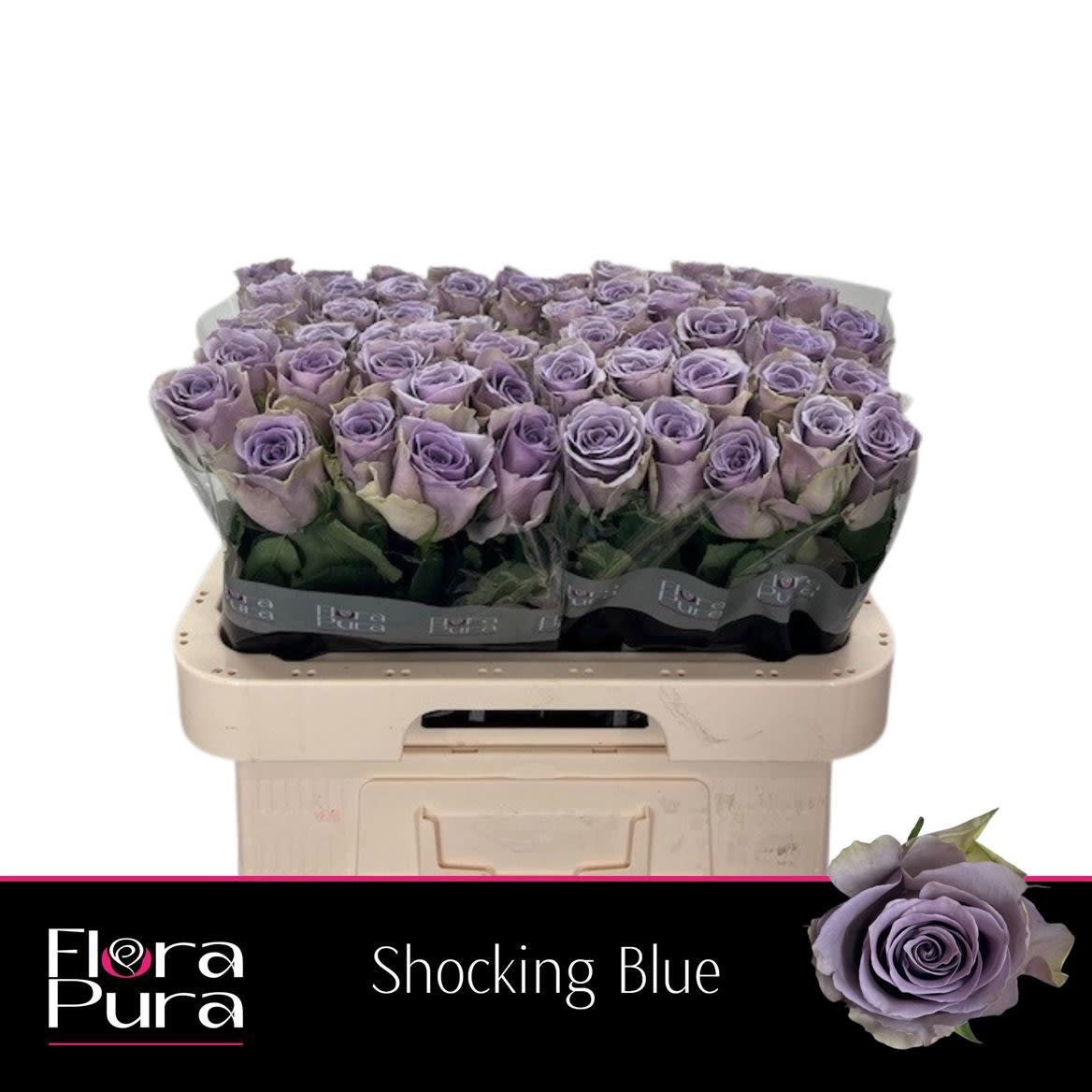 Срезанные цветы оптом Rosa large shocking blue от 60шт из Голландии с доставкой по России