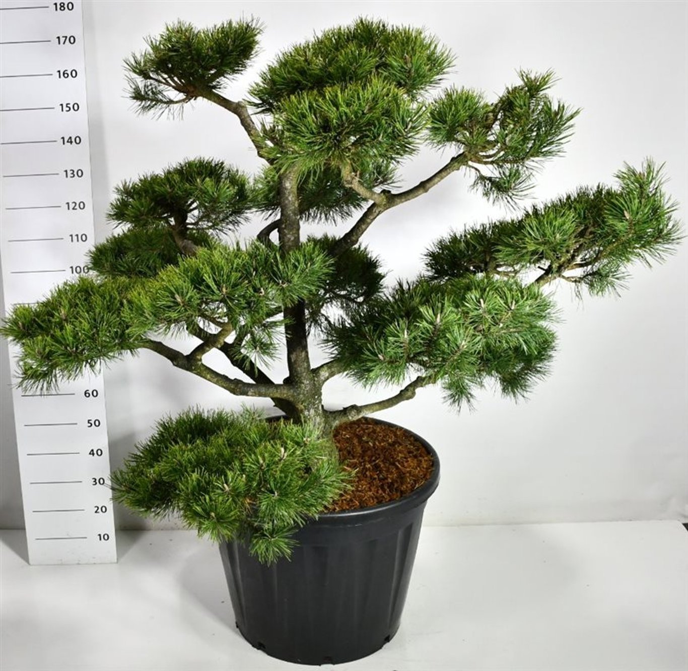 Горшечные цветы и растения оптом Pinus Nigra от 1шт из Голландии с доставкой по России