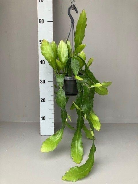 Горшечные цветы и растения оптом Epiphyllum   ... от 1шт из Голландии с доставкой по России