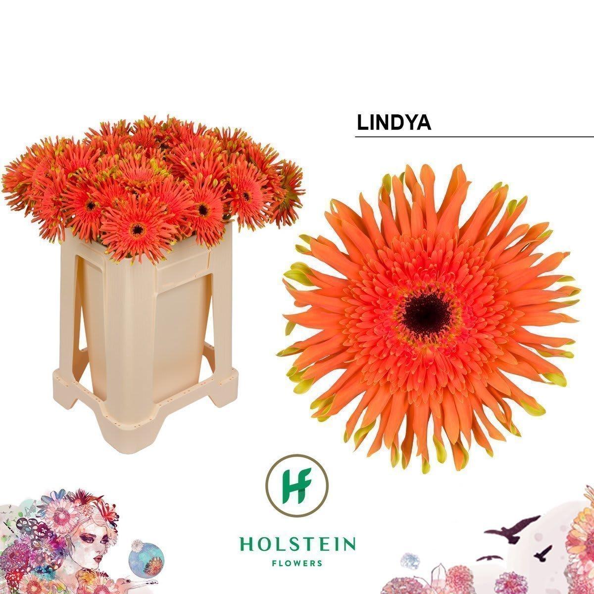 Срезанные цветы оптом Gerbera gerpasta lindya от 40шт из Голландии с доставкой по России