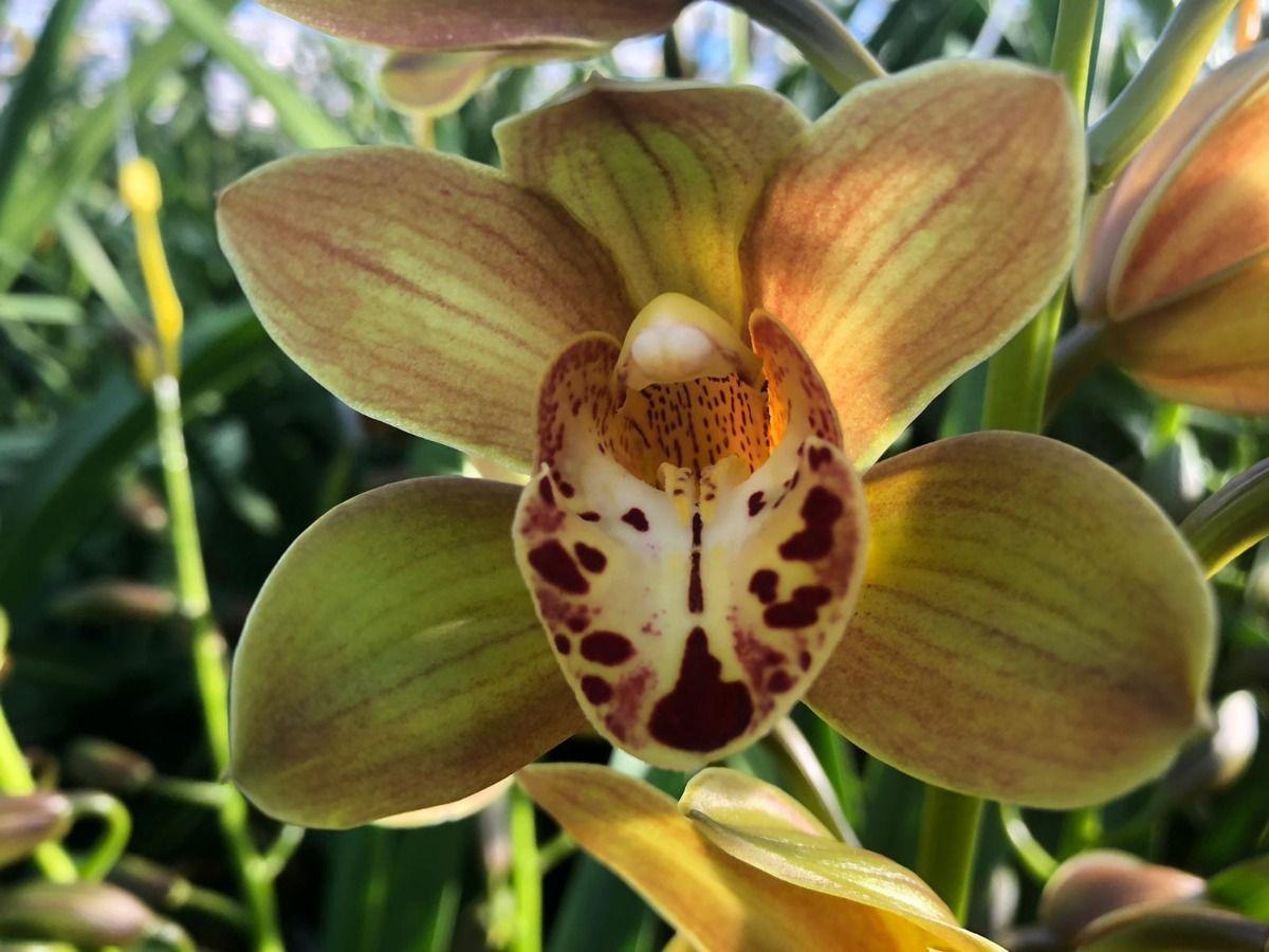 Срезанные цветы оптом Minicymbidium teeflor от 10шт из Голландии с доставкой по России