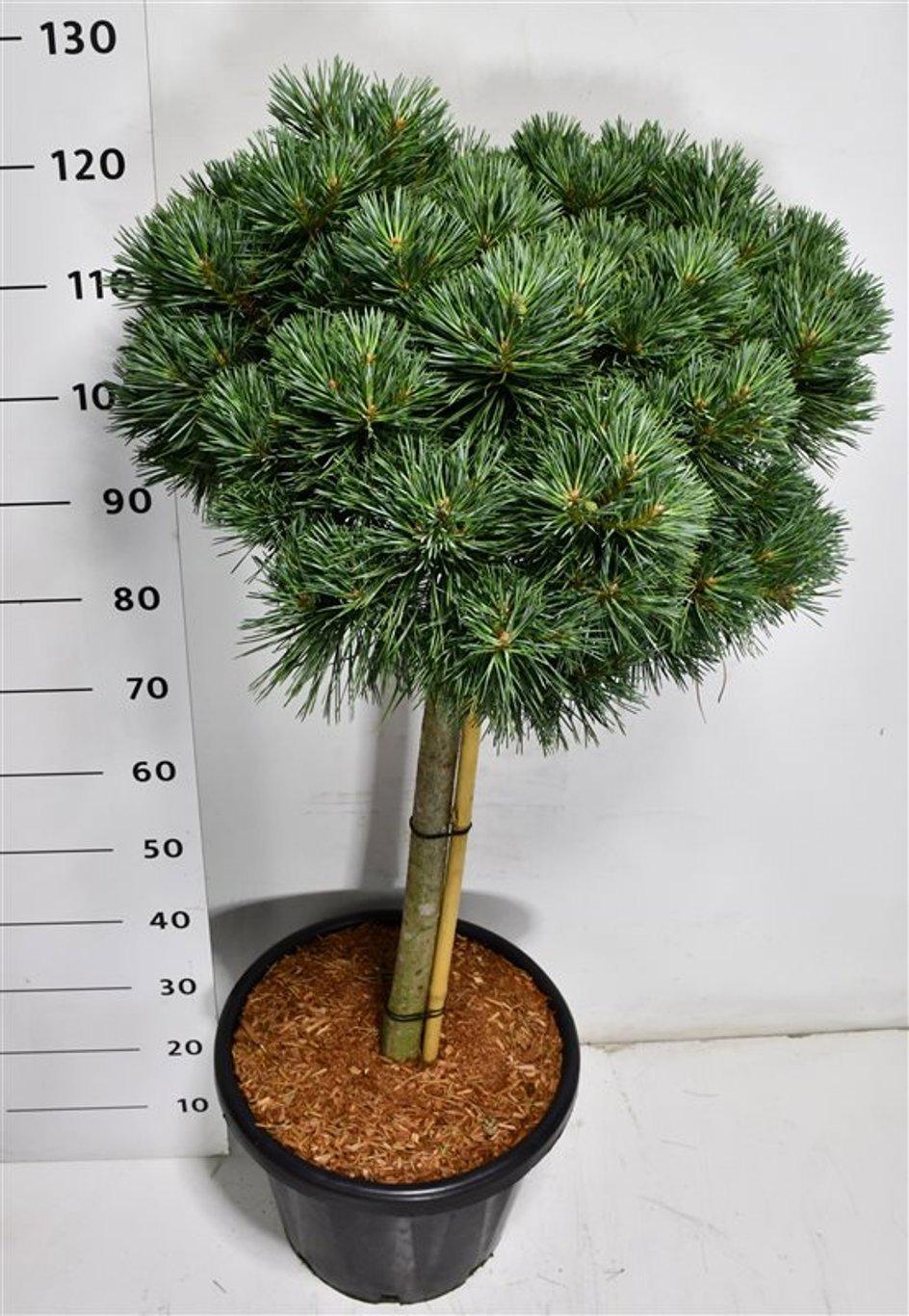 Горшечные цветы и растения оптом Pinus Sylv. chantry Blue от 1шт из Голландии с доставкой по России