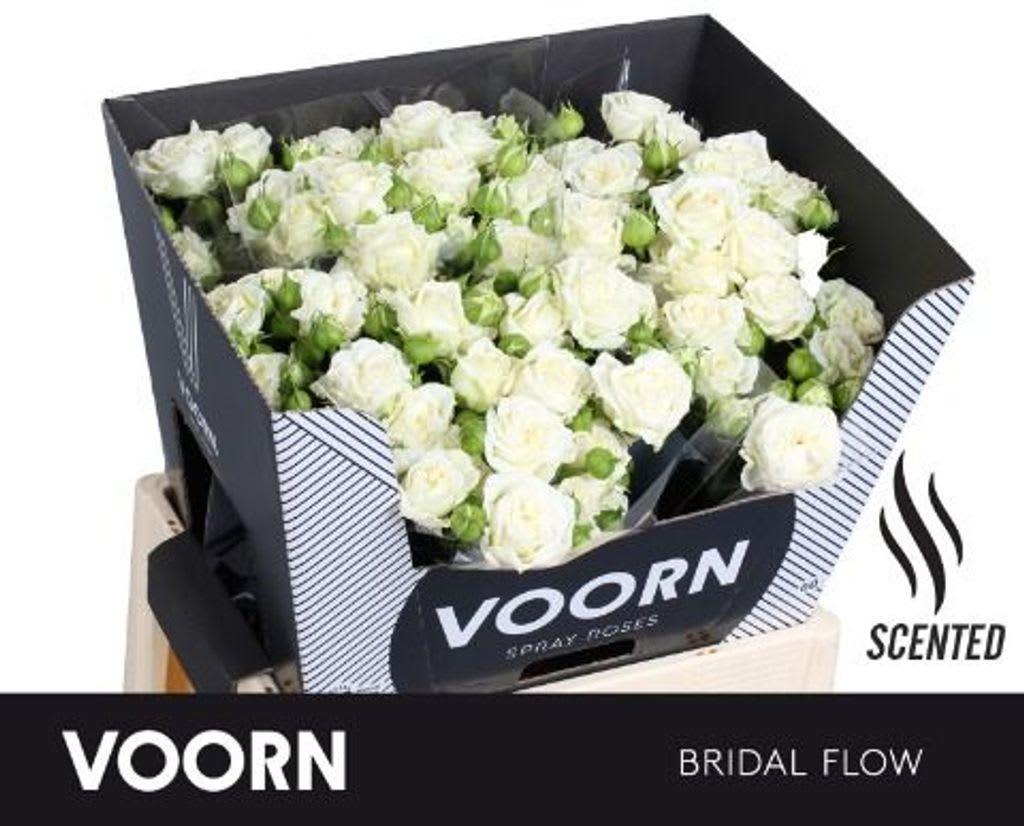 Срезанные цветы оптом Rosa spray bridal flow от 20шт из Голландии с доставкой по России