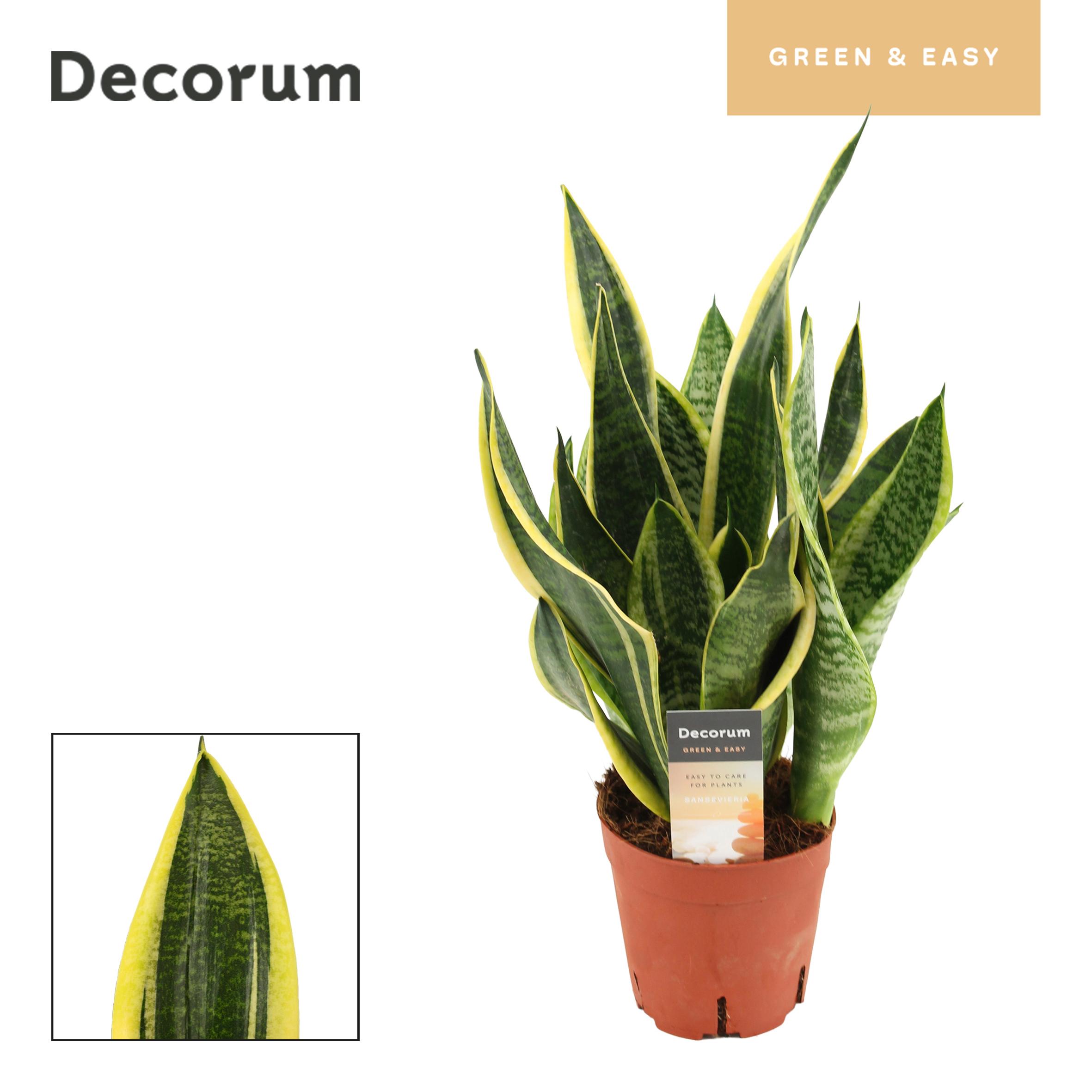 Горшечные цветы и растения оптом Sansevieria Superba (decorum) от 7шт из Голландии с доставкой по России