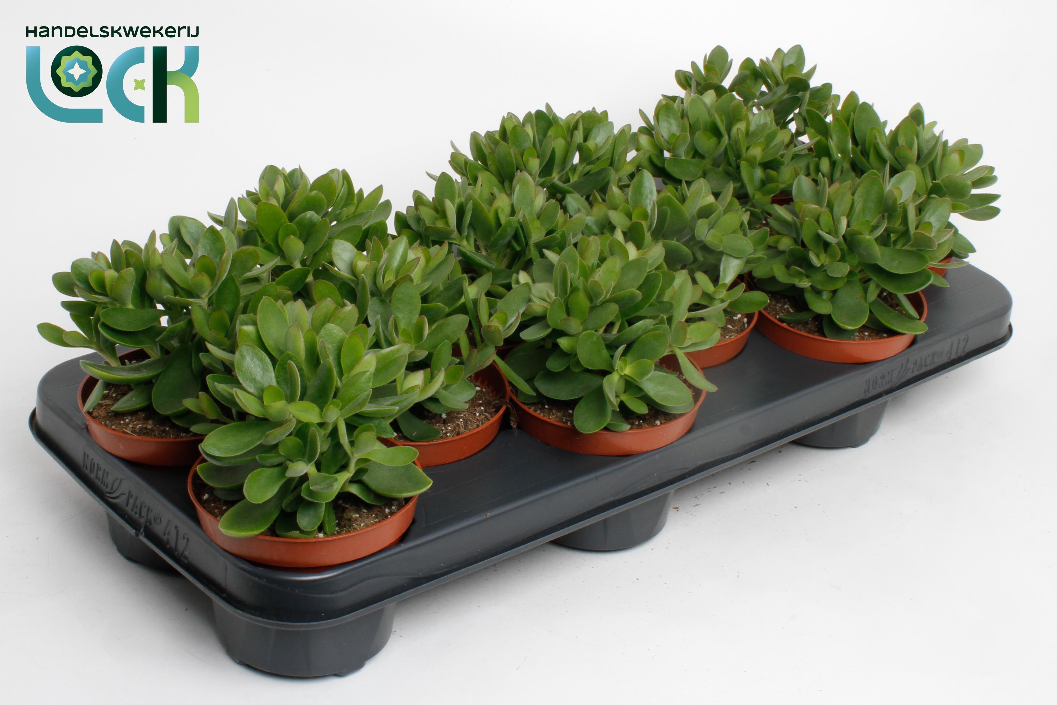 Горшечные цветы и растения оптом Crassula Moneymaker от 9шт из Голландии с доставкой по России