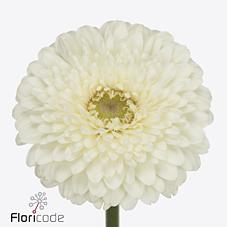 Срезанные цветы оптом Germini diamond gerponi blanco от 80шт из Голландии с доставкой по России