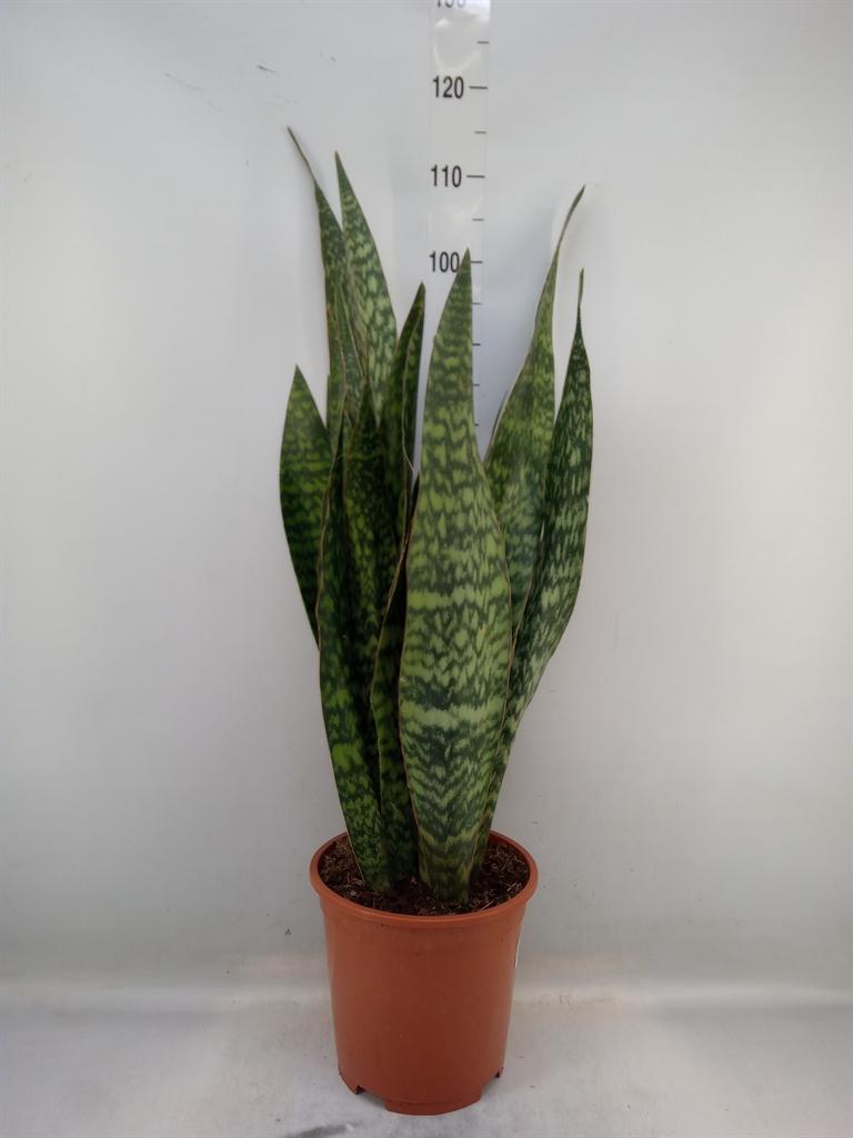Горшечные цветы и растения оптом Sansevieria Trifa.   ... от 1шт из Голландии с доставкой по России
