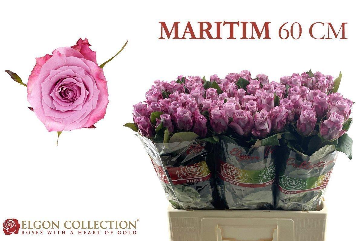 Срезанные цветы оптом Rosa large maritim от 80шт из Голландии с доставкой по России