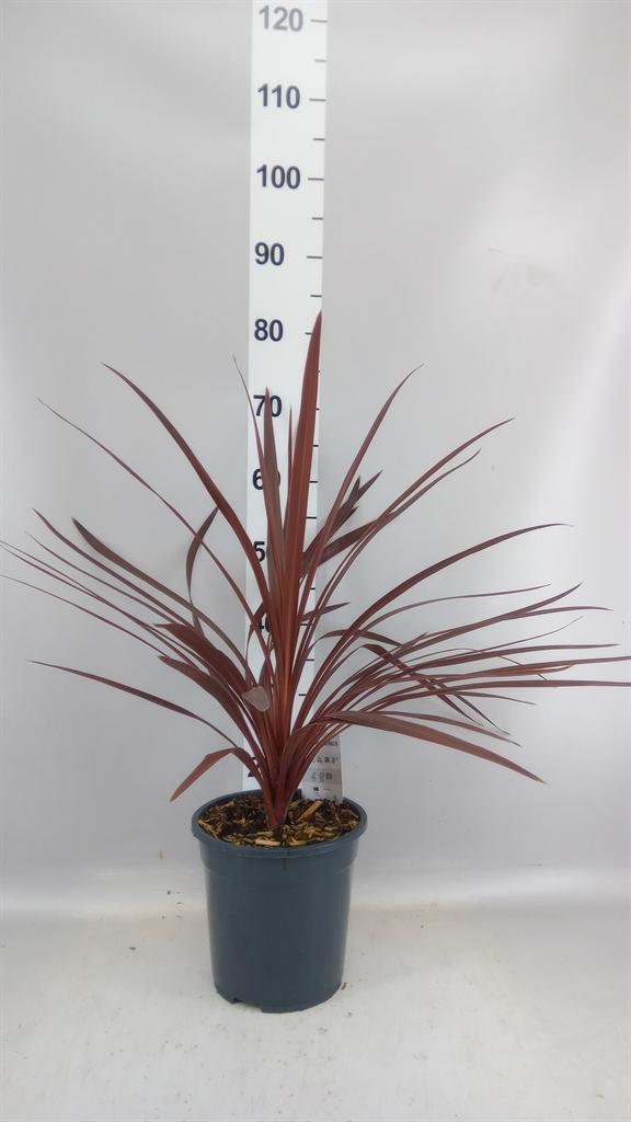 Горшечные цветы и растения оптом Cordyline Austr. red Star от 1шт из Голландии с доставкой по России