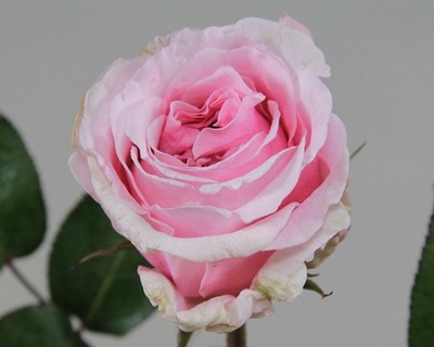 Срезанные цветы оптом Rosa la austin miranda от 12шт из Голландии с доставкой по России