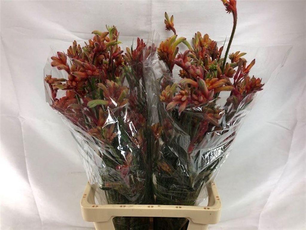 Срезанные цветы оптом Anigozanthos rampaging roy slaven от 40шт из Голландии с доставкой по России
