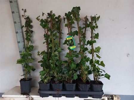 Горшечные цветы и растения оптом Hede Hibernica Outdoor от 10шт из Голландии с доставкой по России