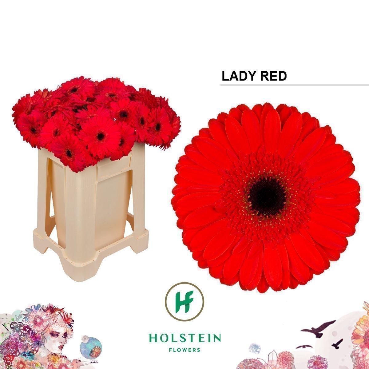 Срезанные цветы оптом Gerbera lady red от 40шт из Голландии с доставкой по России