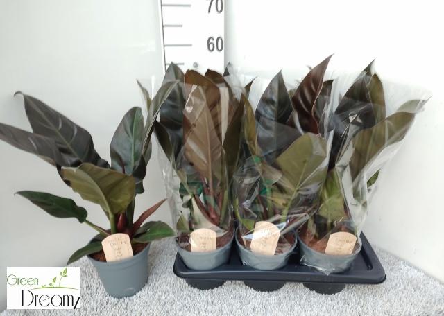 Горшечные цветы и растения оптом Phil Imperial Red от 6шт из Голландии с доставкой по России