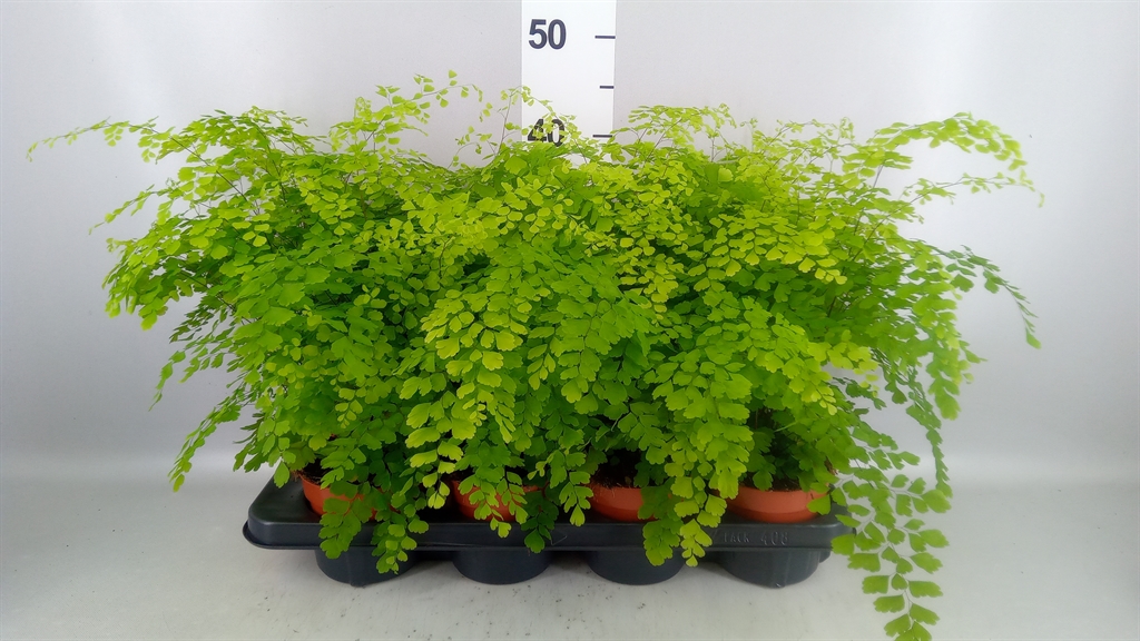 Горшечные цветы и растения оптом Adiantum Raddi. fragrans от 8шт из Голландии с доставкой по России
