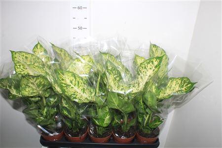 Горшечные цветы и растения оптом Dieff Mars от 10шт из Голландии с доставкой по России