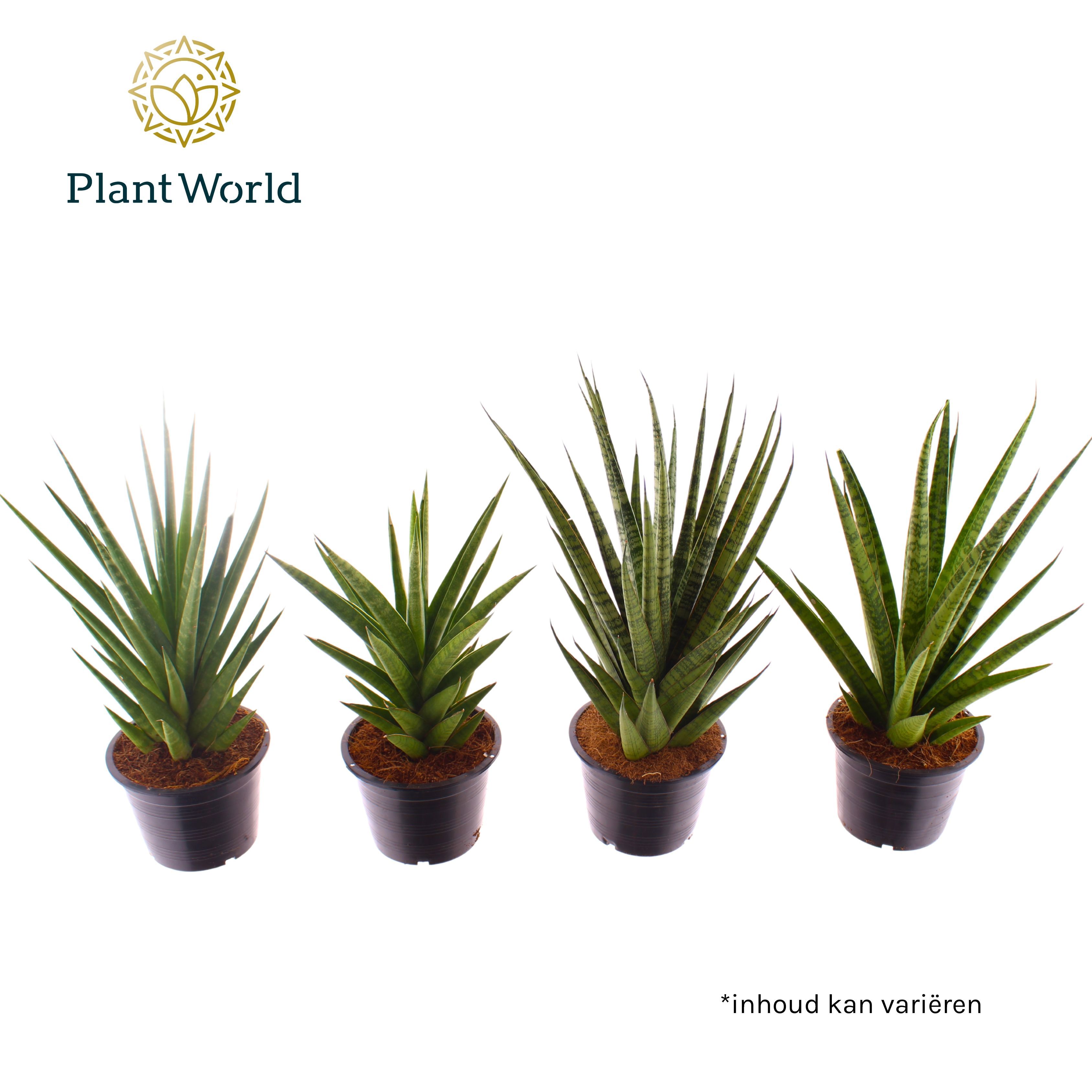 Горшечные цветы и растения оптом Sansevieria Mix от 4шт из Голландии с доставкой по России