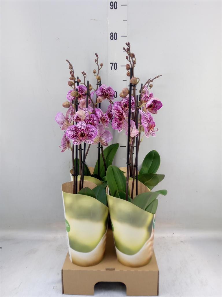 Горшечные цветы и растения оптом Phalaenopsis   ...lilac от 4шт из Голландии с доставкой по России